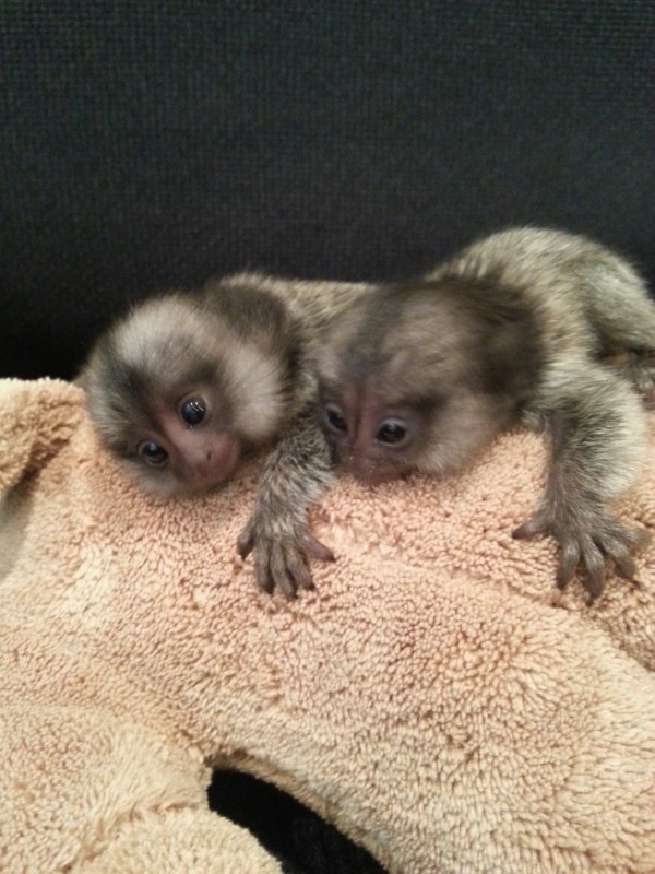 Male &amp; Female Baby Marmoset Monkeys (707) 418-0255