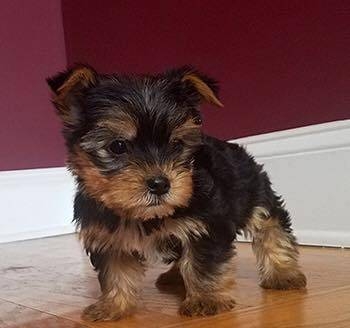 A K C REGISTERED TEA CUP YORKIE PUPPIES FOR SALE 