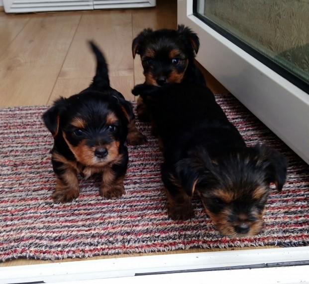 Top quality Male and Female Yorkie puppies(100% Pu