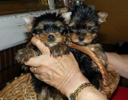 Vaccinated Male and Female Yorkie Puppies For Sale