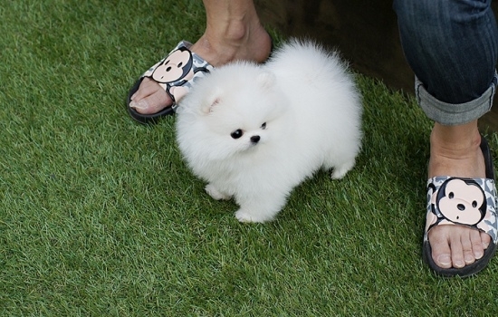 2 Quality Pomeranian puppies. Male and female